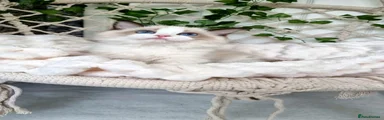 Ragdoll Kitten 7