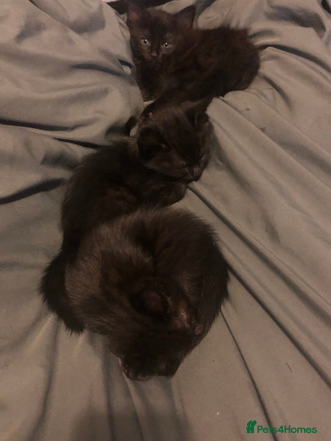 Mixed Breed cats for sale: beautiful kittens for sale  in Bellshill - Image 9