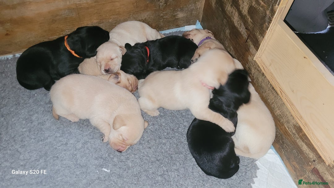 Labrador Retriever dogs for sale: 6 beautiful Labrador (all reserved)  - Advert 2
