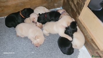 Labrador Retriever dogs - Advert 8