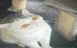 Exotic cats for stud: Stunning White & Grey Exotic Male For Stud  in West Bromwich - Image 1