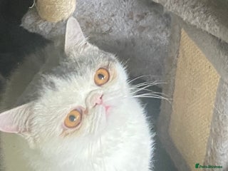 Exotic cats in West Bromwich - Advert 4