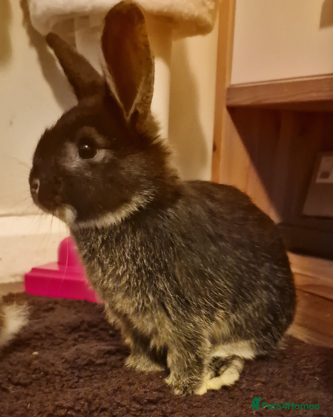 Mixed Breed rabbits for sale: Baby double lionhead/ lopear rabbits  - Advert 3