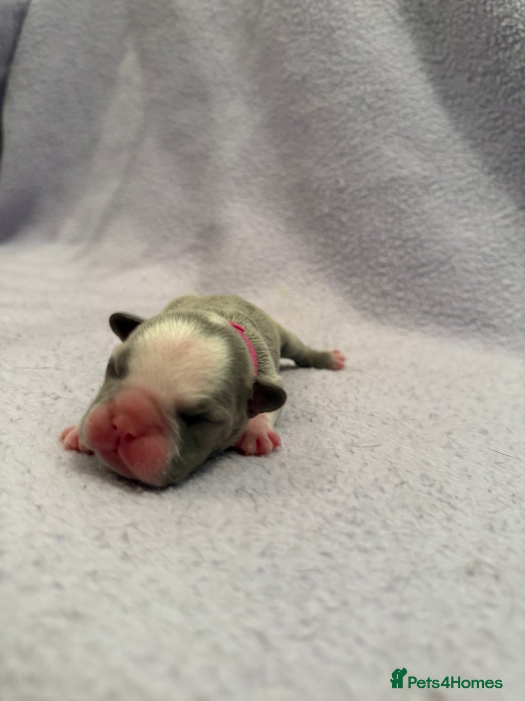 French Bulldog dogs for sale: Beautiful KC registered French Bulldog puppies - Advert 7