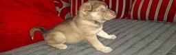 Mixed Breed dogs for sale: Siberian husky + Rus A Pei - Advert 27