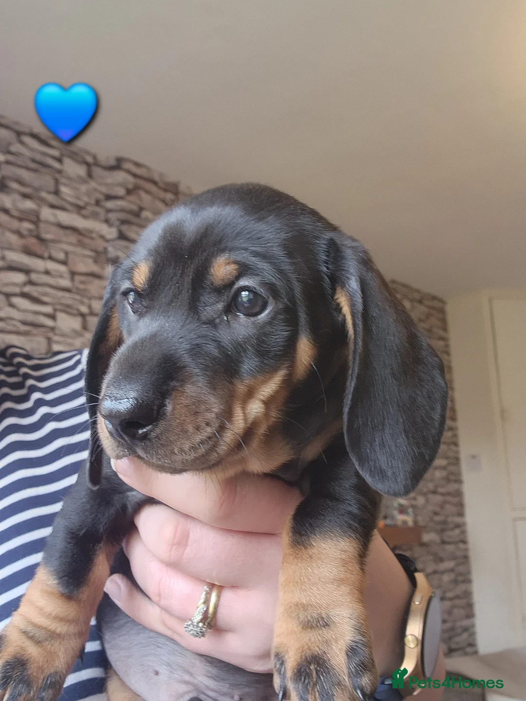 Dachshund dogs for sale: Male Dachshund Puppy - Advert 2