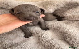 Whippet dogs for sale: Solid Blue KC Whippet Puppies - Image 5