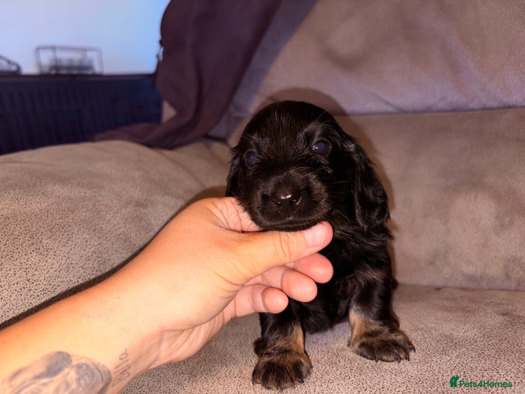 Miniature Dachshund dogs for sale: Miniature dachshund (long haired & short hair) - Image 4