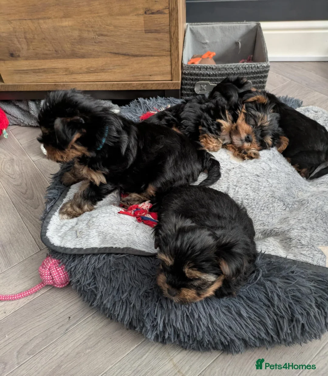 Yorkshire Terrier dogs for sale: Cute yorkies for sale - Advert 11