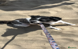 Mixed Breed dogs for sale: MEET MOO-MOO £60 - Image 1