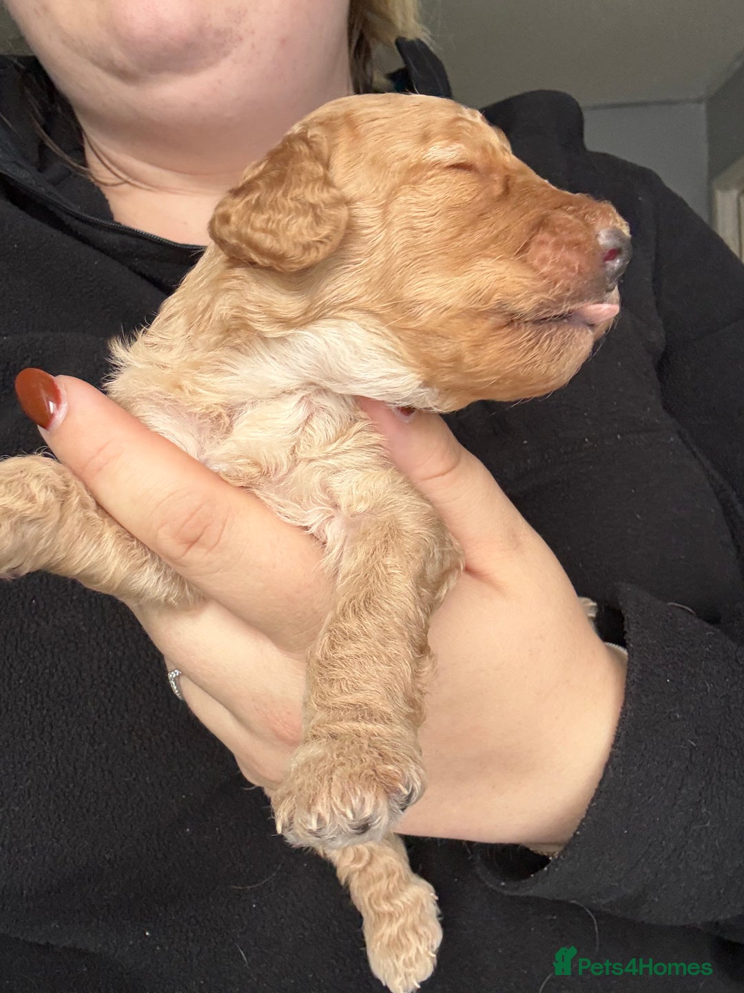 Cockapoo dogs for sale: Cockapoo Puppies For Sale  - Advert 25