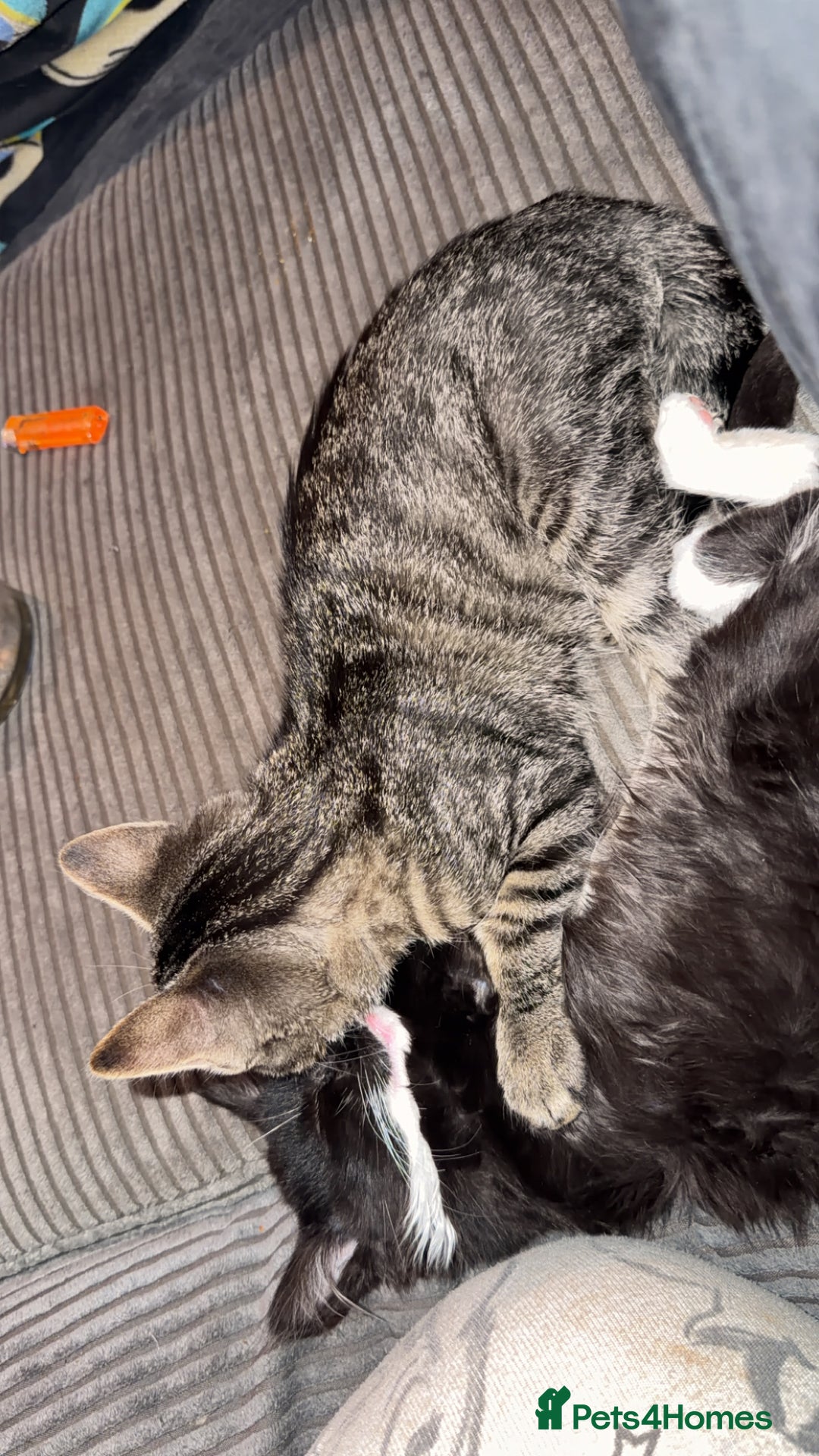 Mixed Breed cats for sale: Male and female must go together  - Advert 2