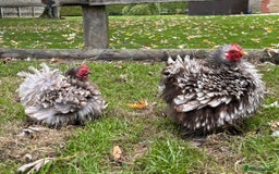 Chickens poultry for sale: X4 Pekin Bantam Hens - Image 1