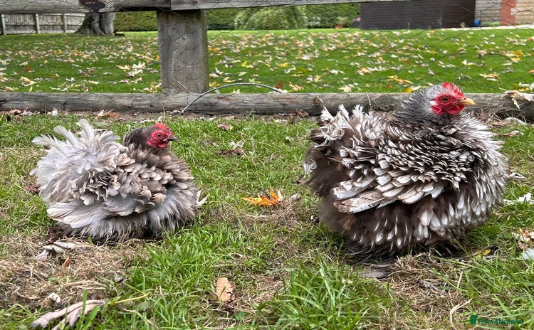 Chickens poultry - Advert 7