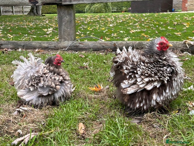 Chickens poultry - Advert 2