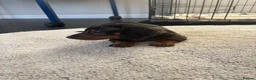 Dachshund dogs for sale: Dachshund puppy’s  in Ipswich - Advert 9