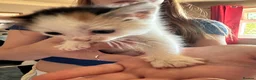 Mixed Breed cats for sale: Beautiful babies ready for collection - Advert 11
