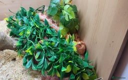 Corn Snake reptiles for sale: Adult Cornsnake & Full Setup - Advert 4