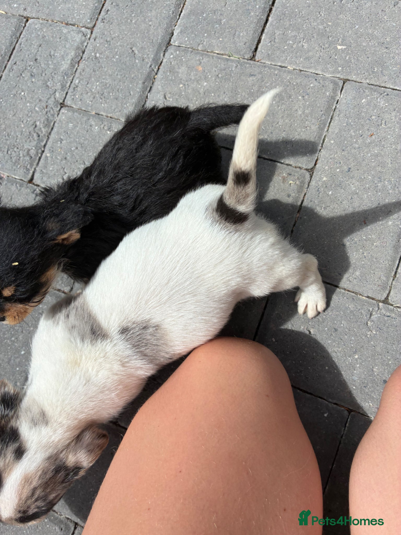 Mixed Breed dogs for sale: Jack Russell x Yorkshire Terrier  - Advert 13