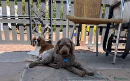 Cavapoo dogs for sale: F1 CAVAPOO PUPS  - Image 3