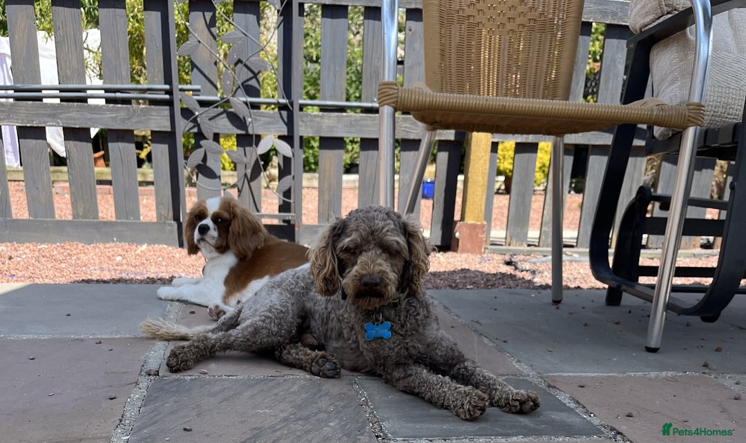 Cavapoo dogs for sale: F1 CAVAPOO PUPS  - Image 3