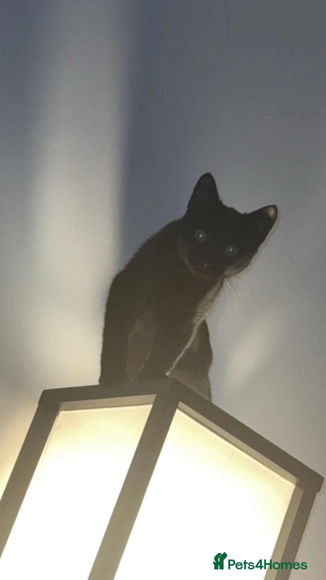 Mixed Breed cats for sale: FREE black cat to loving home  - Advert 4