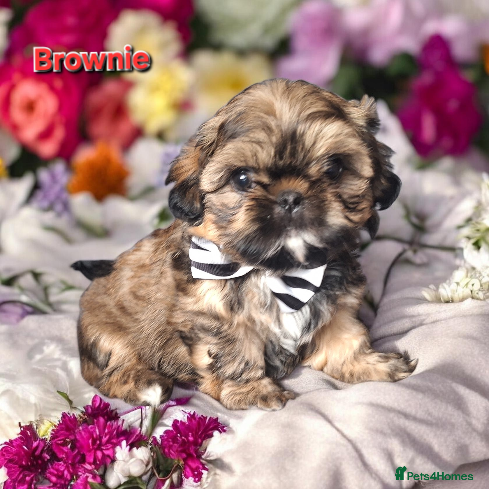 Shih Tzu dogs Beautiful Imperial Shih Tzus  - Advert 18