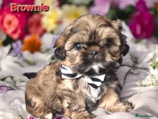 Shih Tzu dogs Beautiful Imperial Shih Tzus - Advert 18