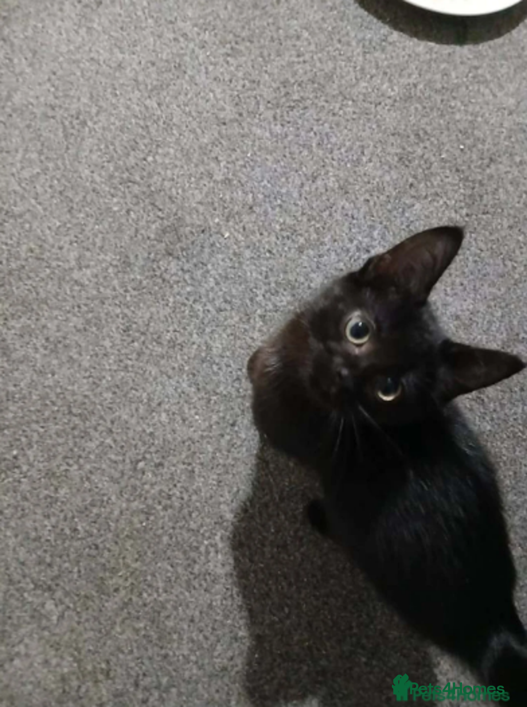 British Shorthair cats for sale:  Two black kittys - Advert 2