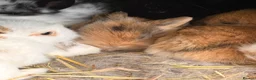 Lionhead rabbits for sale: Baby rabbits for sale  - Advert 2