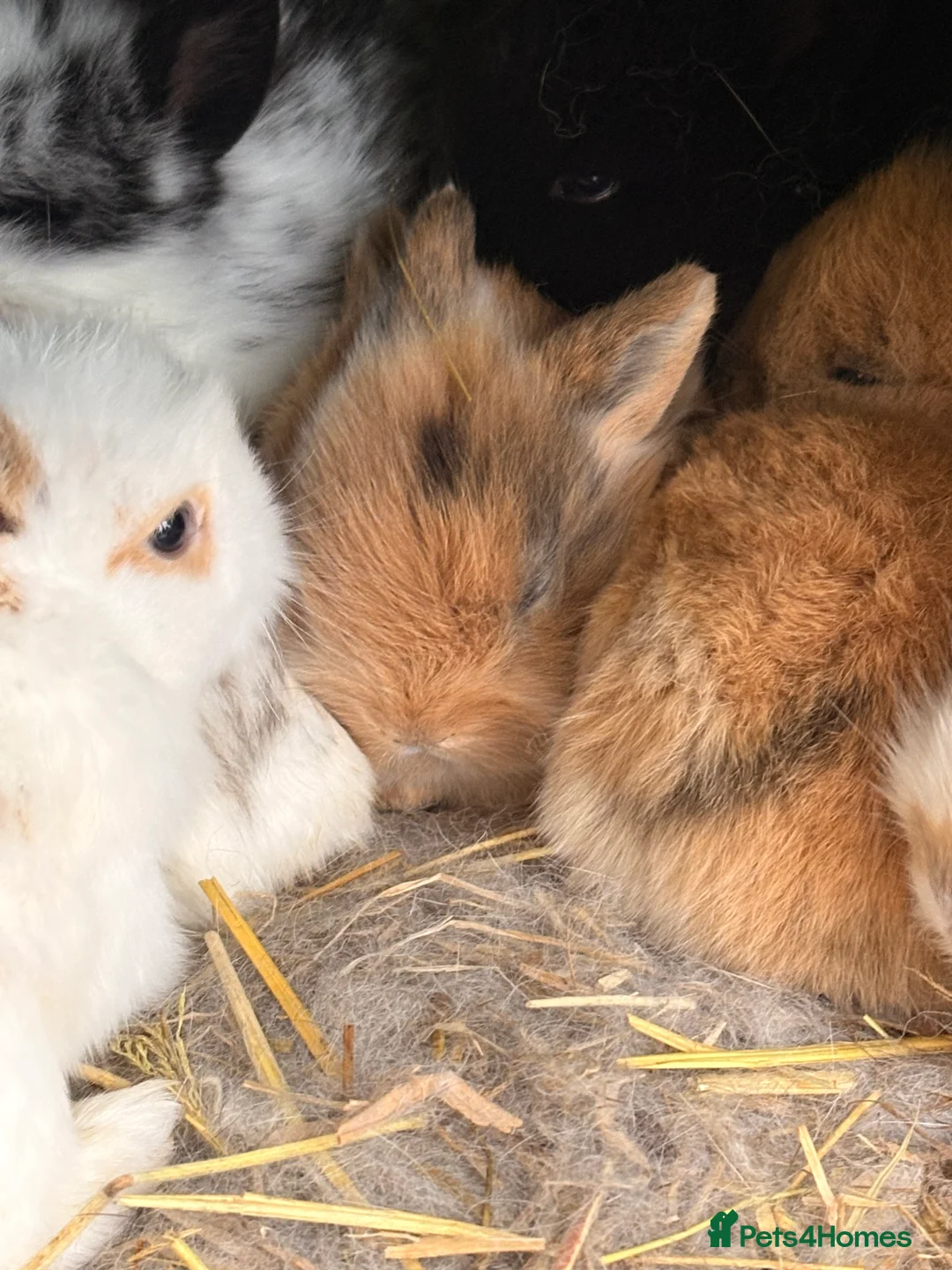 Lionhead rabbits for sale: Baby rabbits for sale  - Advert 2
