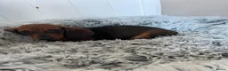 Miniature Dachshund dogs for sale: Miniature dachshund puppies - Advert 9
