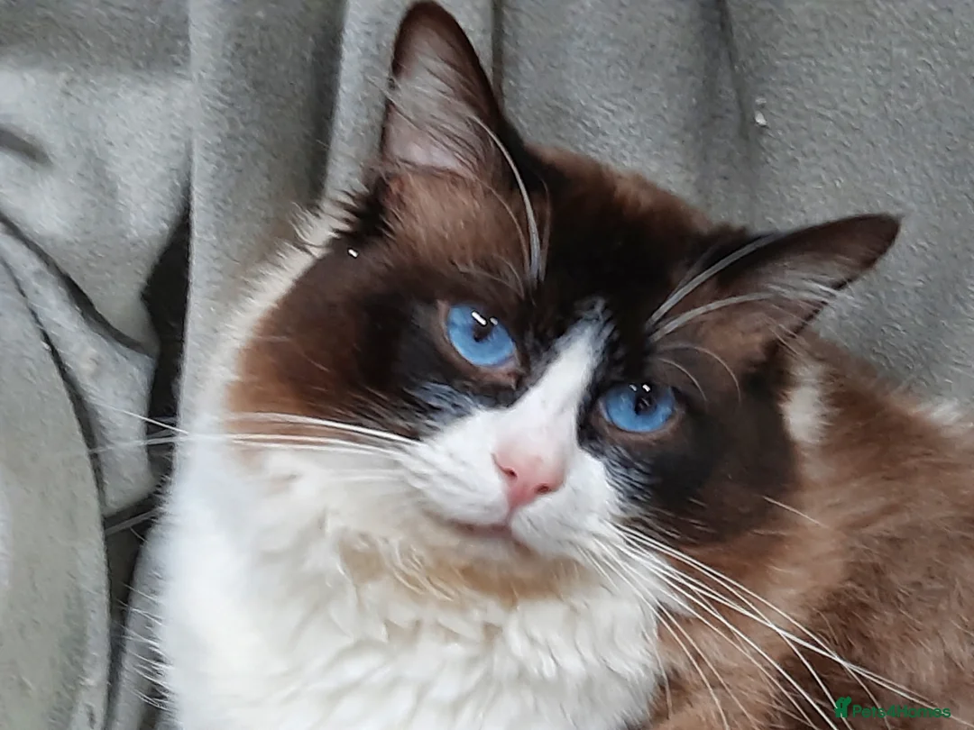Ragdoll cats for sale: ACTIVE GCCF TICA BiColour Ragdoll Proven Registere - Advert 1