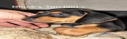 Dachshund dogs for sale: Short-Haired Dachshund Puppies  in Cheltenham - Advert 11