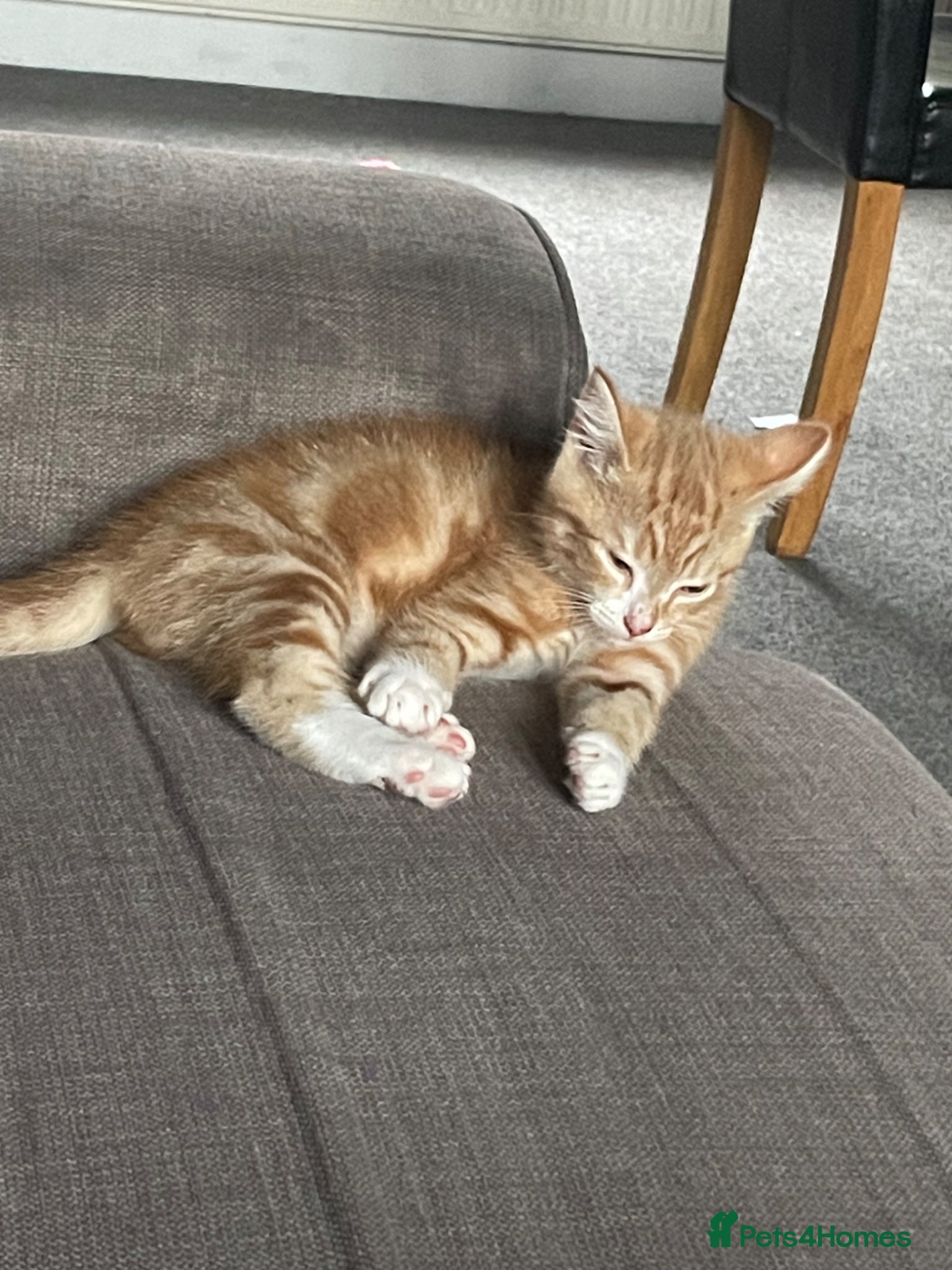 Mixed Breed cats Tigger ginger cat  - Advert 1