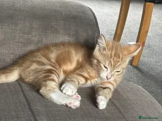 Mixed Breed cats Tigger ginger cat - Advert 1