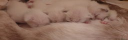 Ragamese cats for sale: Beautiful Ragamese Kittens  - Advert 22