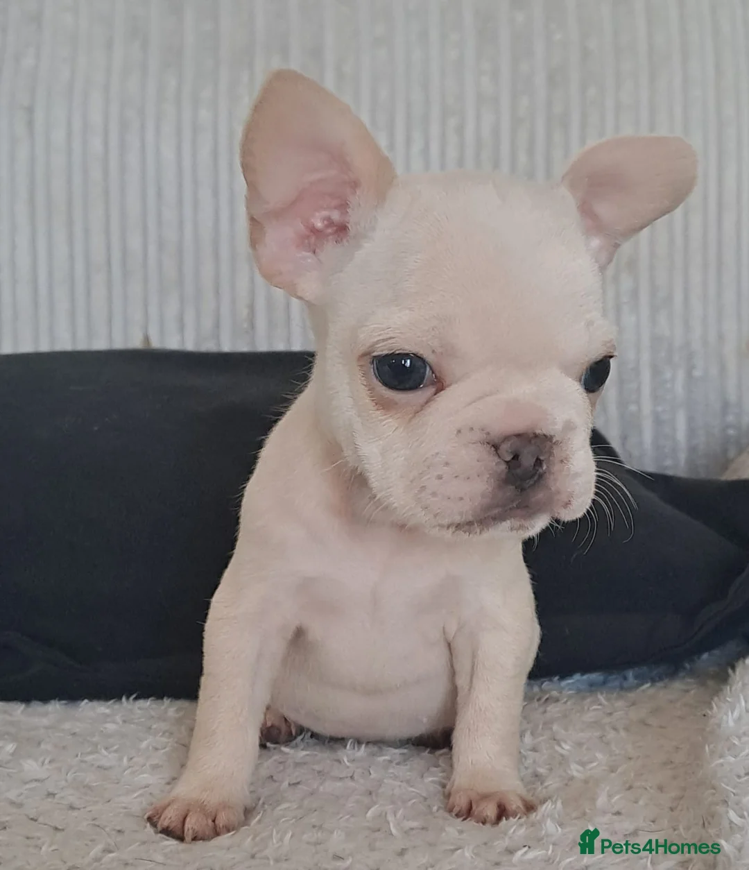 French Bulldog dogs for sale: Looking for a forever home x  - Advert 10