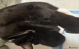 Mixed Breed cats for sale: Our baby is ready for a new home! - Image 4