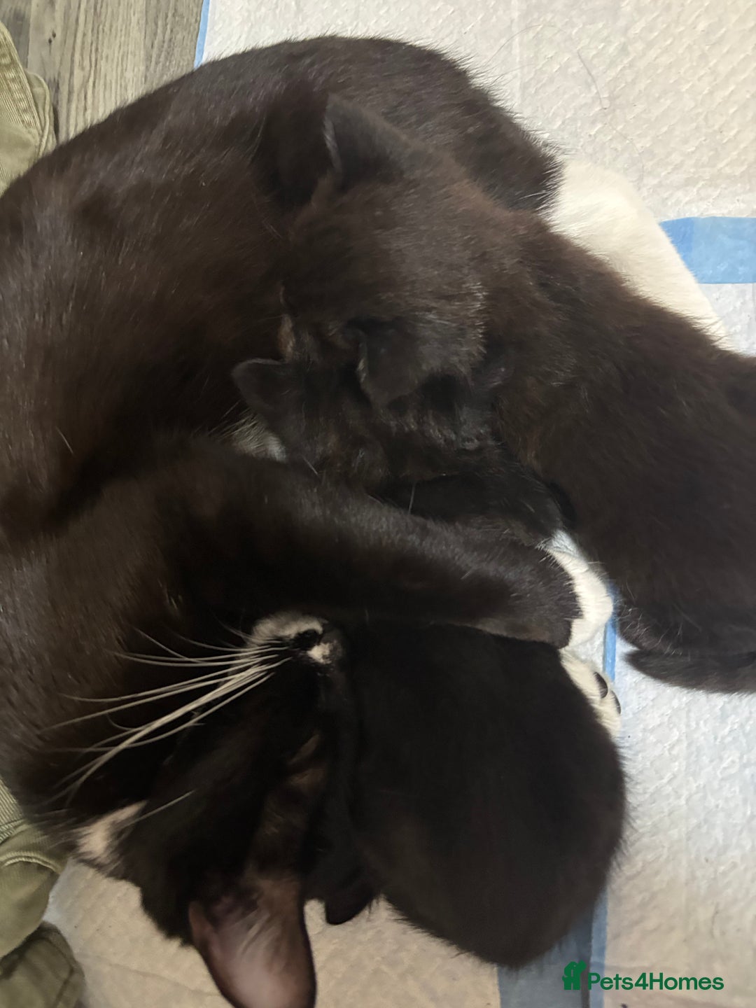 Mixed Breed cats for sale: Our baby is ready for a new home! - Image 4