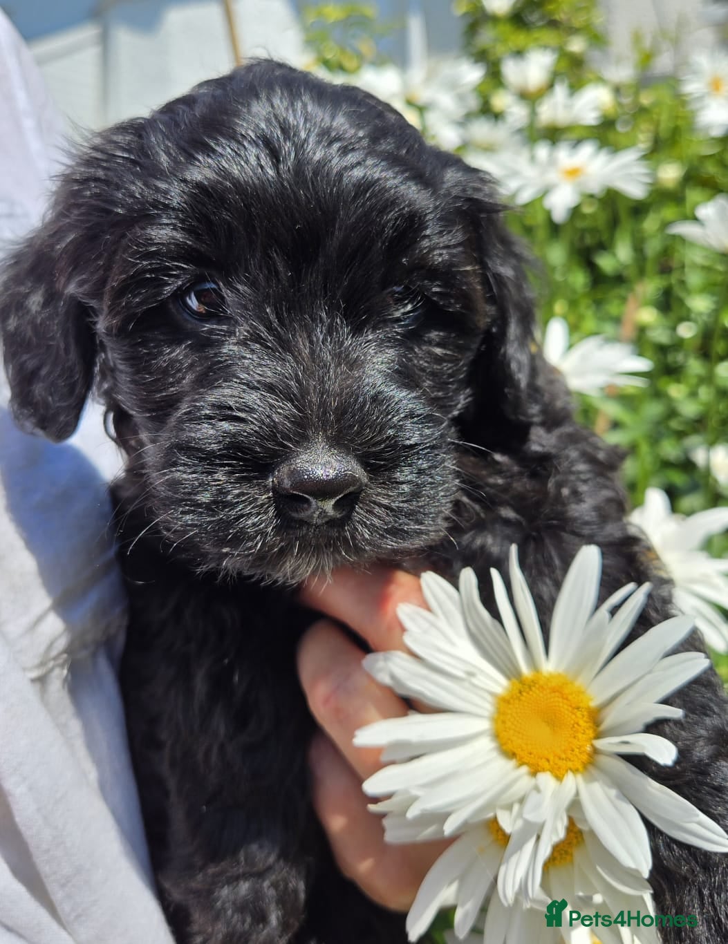 Bordoodle dogs F2b miniature Bordoodle puppies - Advert 2