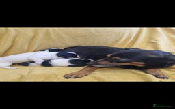 Jack Russell dogs for sale: 2 Beautiful Jack Russell puppies ready now - Image 7