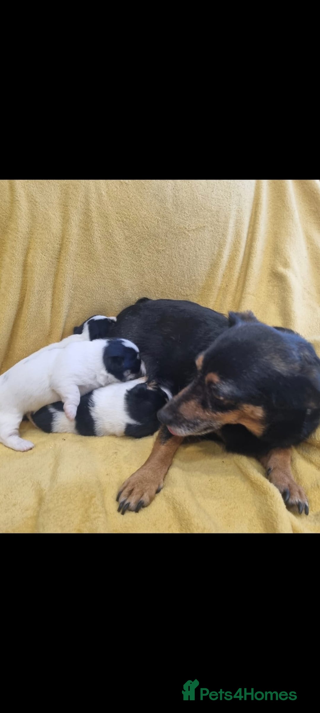Jack Russell dogs for sale: 2 Beautiful Jack Russell puppies ready now - Image 7