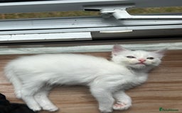 Ragdoll cats for sale: Ragdoll x Russian white kittens  - Image 11