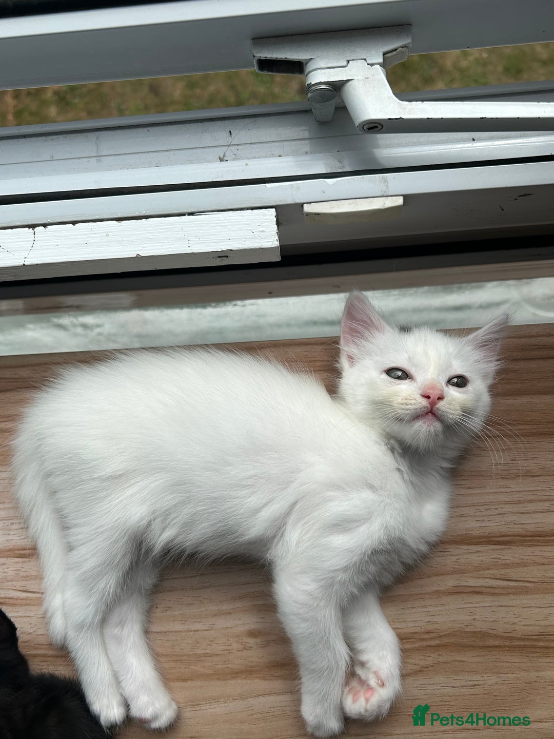 Ragdoll cats for sale: Ragdoll x Russian white kittens  - Image 11