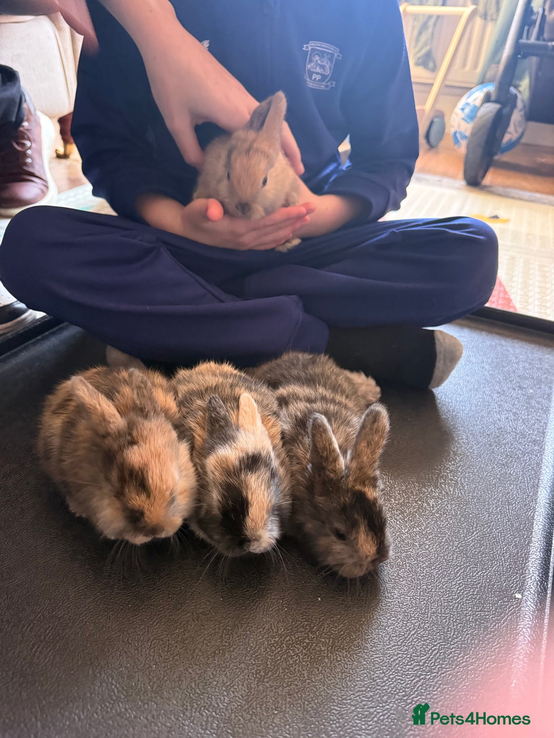 Mini Lop rabbits for sale: Mini Lop - Advert 2