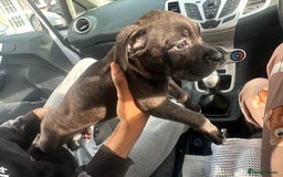 Mixed Breed dogs for sale: Cane corso x staff puppies  - Image 12
