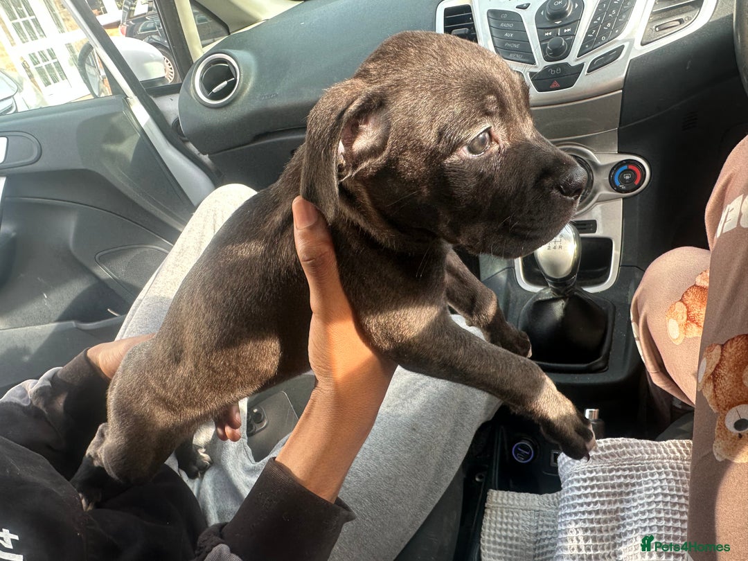 Mixed Breed dogs for sale: Cane corso x staff puppies  - Image 12