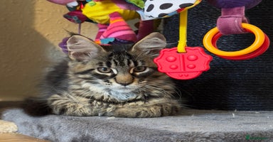 Maine Coon cats - Advert 12