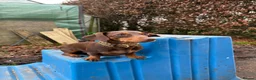 Miniature Dachshund dogs for sale: Beautiful mini dachshund girls🥰 - Advert 11